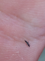 Klambothrips myopori