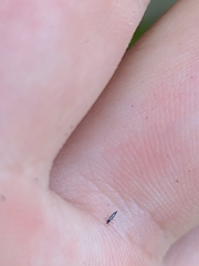 Klambothrips myopori
