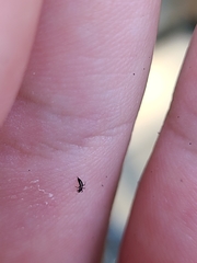 Klambothrips myopori