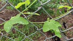 Passiflora gracilis image