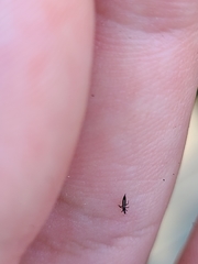 Klambothrips myopori