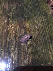 Pseudacris triseriata