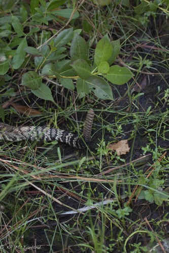 Crotalus adamanteus