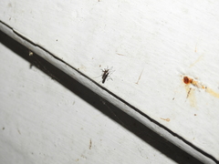 Aedes scapularis