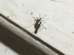Aedes scapularis