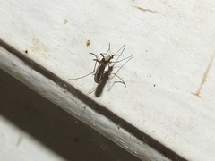 Aedes scapularis