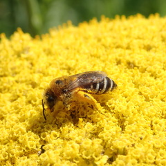 Colletes