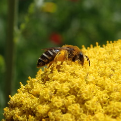 Colletes