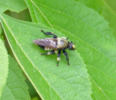 Laphria macquarti
