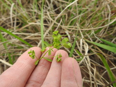 Euphorbia tetrapora