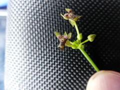 Telipogon astroglossus