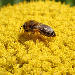 Colletes