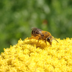 Colletes