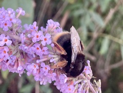 Bombus xanthopus