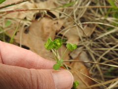 Euphorbia tetrapora