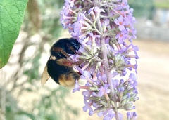 Bombus xanthopus