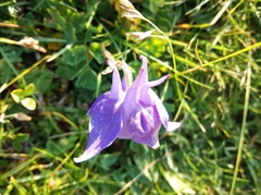 Aquilegia pyrenaica