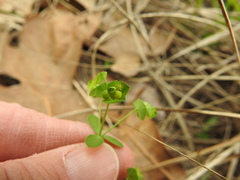 Euphorbia tetrapora