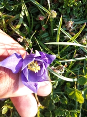 Aquilegia pyrenaica