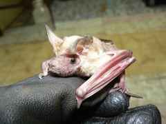 Myopterus daubentonii