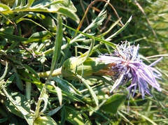 Carthamus mitissimus