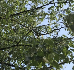 Parus major