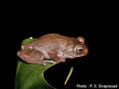 Raorchestes ponmudi