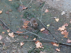 Rattus norvegicus