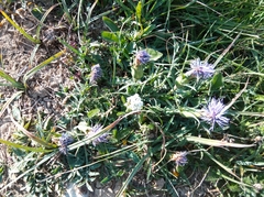 Carthamus mitissimus
