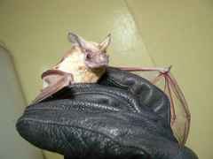 Myopterus daubentonii