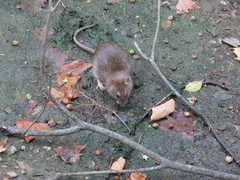 Rattus norvegicus