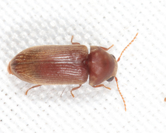 Euvrilletta harrisii