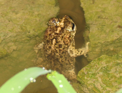 Rhinella beebei