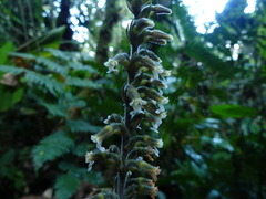 Microchilus