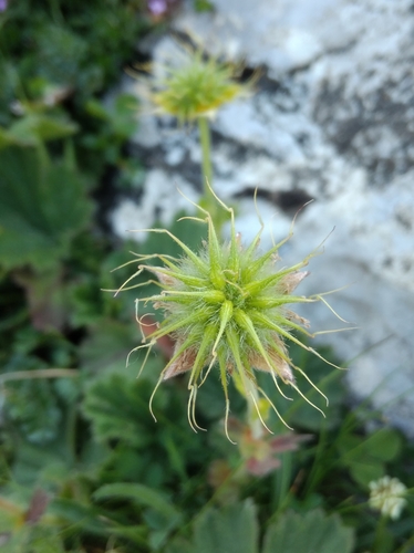 Geum pyrenaicum (Geum pyrenaicum)