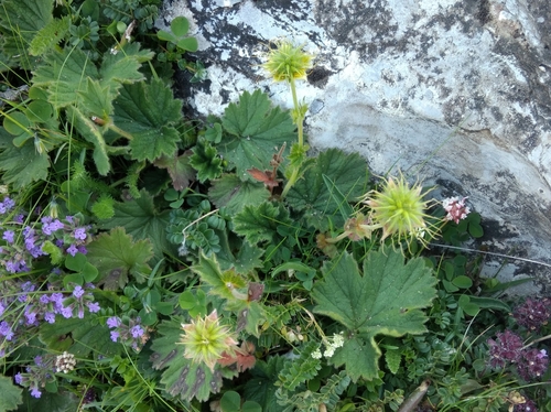 Image of Geum pyrenaicum by (c) Ben Costamagna, some rights reserved (CC BY)