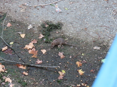 Rattus norvegicus