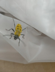 Chlorophorus glabromaculatus