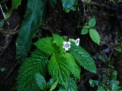 Diastema scabrum