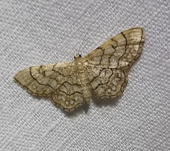 Idaea moniliata