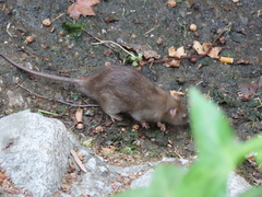 Rattus norvegicus