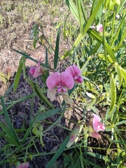 Lathyrus sylvestris