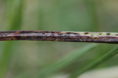 Uromyces viciae-fabae