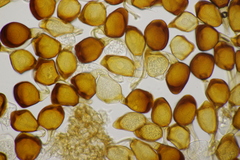 Uromyces viciae-fabae