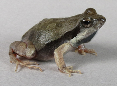Physalaemus fischeri