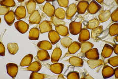 Uromyces viciae-fabae