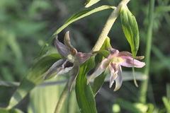Epipactis leptochila