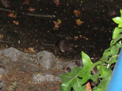 Rattus norvegicus