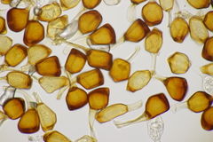 Uromyces viciae-fabae