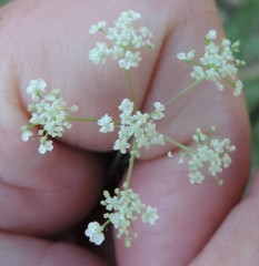 Conopodium pyrenaeum